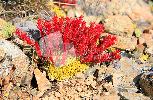 Image of Rhodiola quadrifida and Vulpicidia tilesii