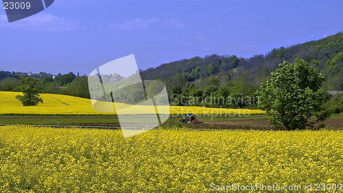 Image of Rape seed