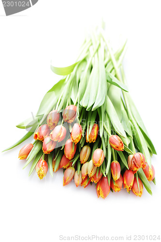 Image of lovely tulips
