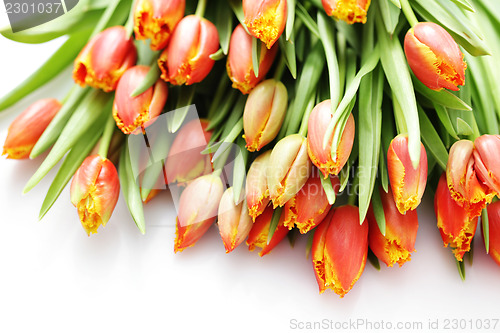 Image of lovely tulips