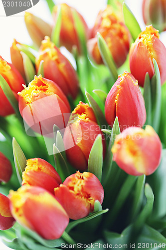 Image of lovely tulips