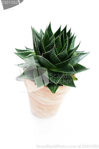 Image of aloe vera