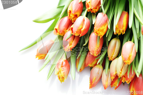 Image of lovely tulips