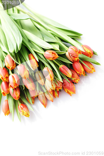 Image of lovely tulips