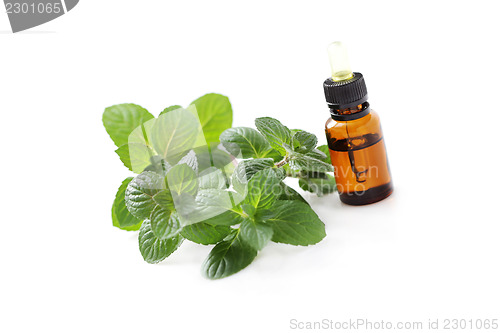 Image of mint essential oil