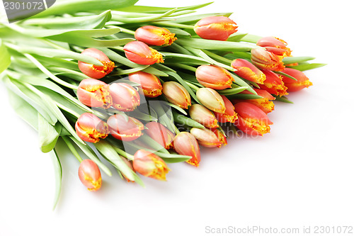 Image of lovely tulips