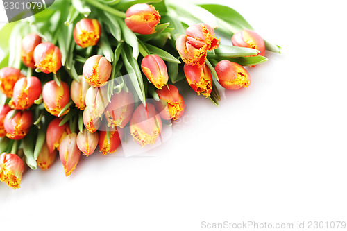 Image of lovely tulips