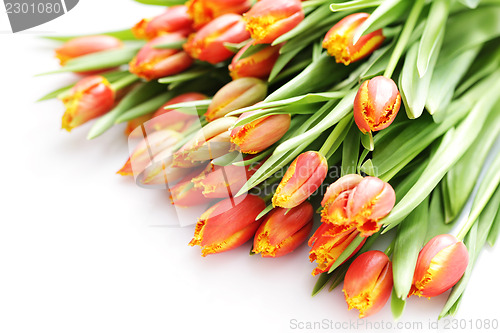 Image of lovely tulips