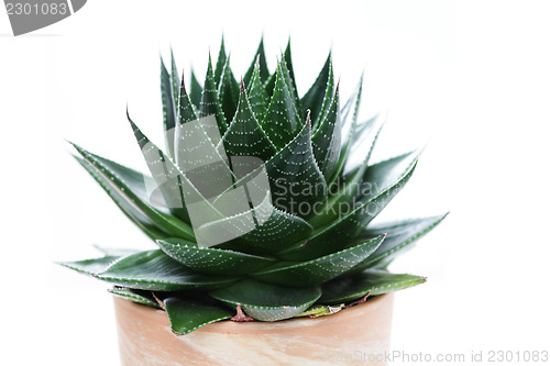 Image of aloe vera