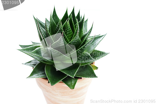 Image of aloe vera