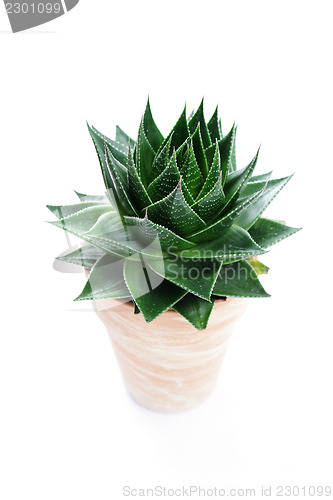 Image of aloe vera