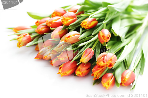 Image of lovely tulips