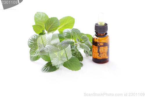 Image of mint essential oil