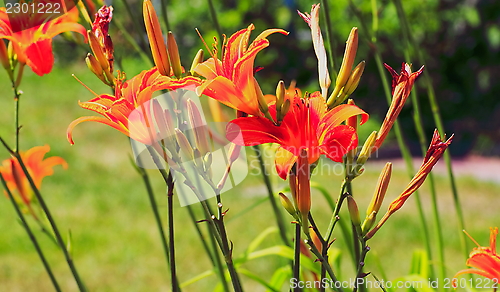 Image of  decorative flowers