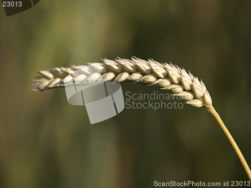 Image of Wheat