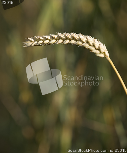 Image of Wheat 2