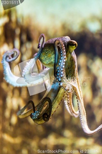 Image of octopus