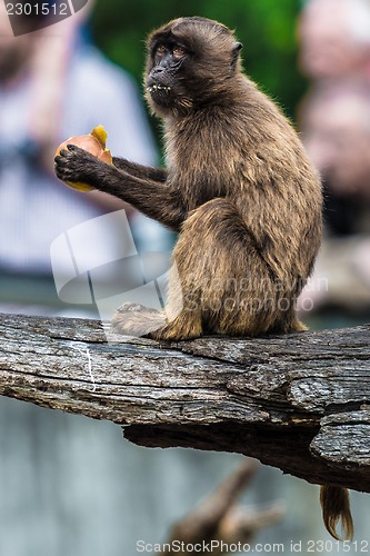 Image of A Monkey Eating an Apple