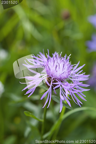 Image of Purple Cornflower