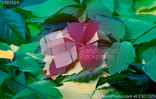 Image of Background of multicolor leaves