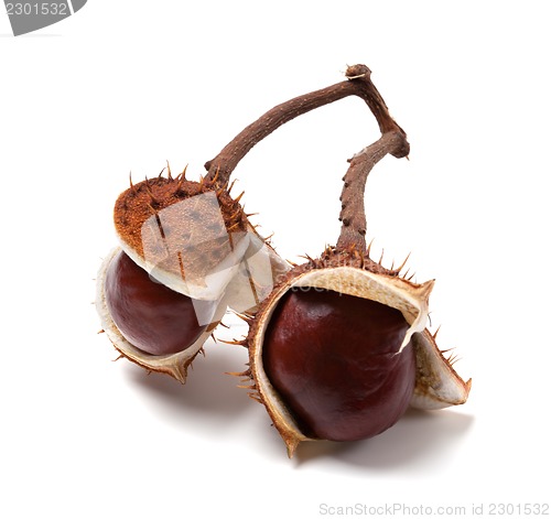 Image of Two horse chestnuts on branch