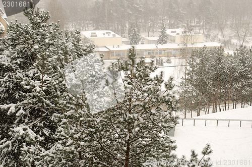 Image of snow covered tops of pine trees snow covered yard  