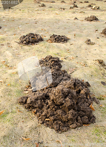 Image of mole hill soil left garden meadow lawn spring 