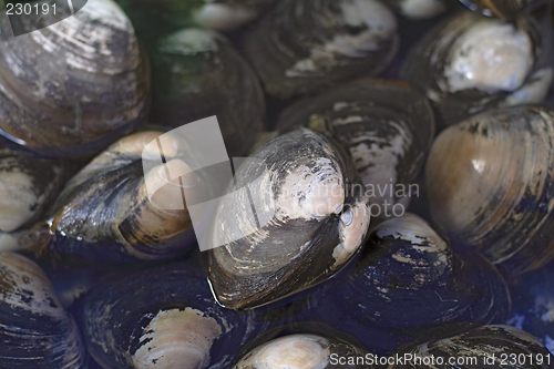 Image of Oysters