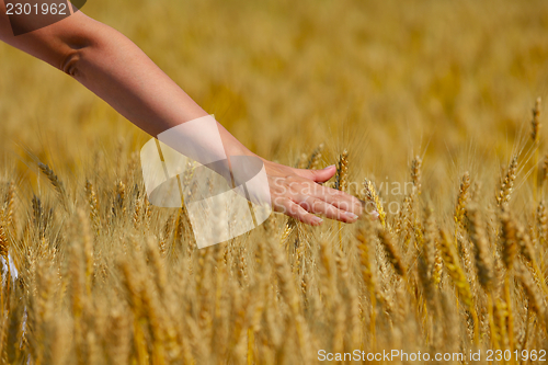 Image of hand in wheat field