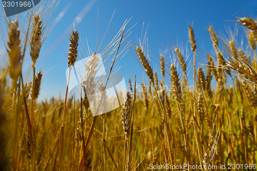 Image of wheat field with blue sky in background