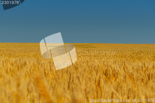 Image of wheat field with blue sky in background