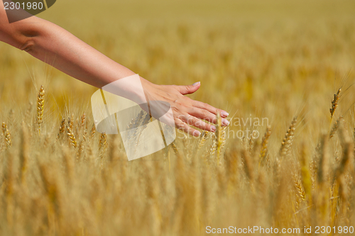 Image of hand in wheat field