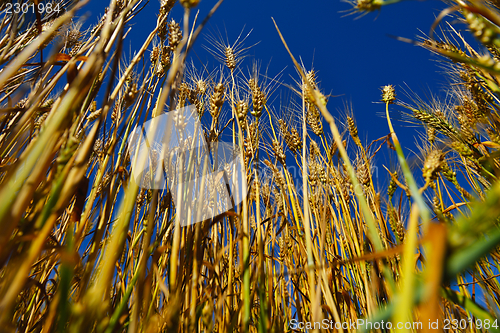 Image of wheat field with blue sky in background