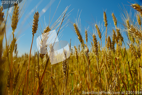 Image of wheat field with blue sky in background