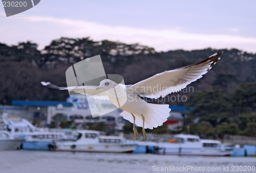 Image of Seagull flight