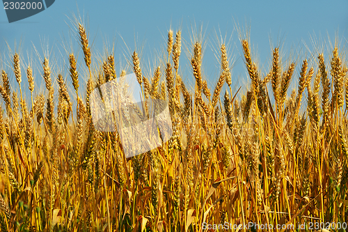 Image of wheat field with blue sky in background