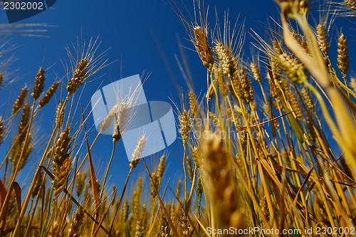 Image of wheat field with blue sky in background