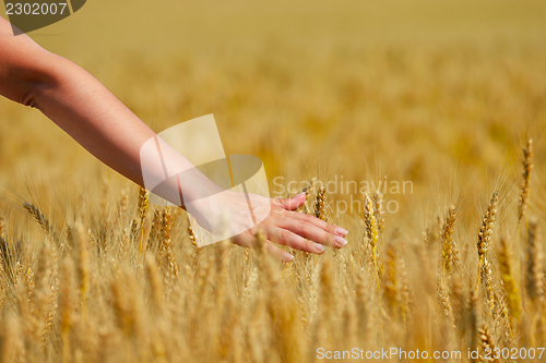 Image of hand in wheat field