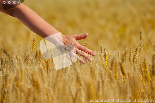 Image of hand in wheat field