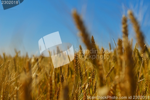 Image of wheat field with blue sky in background