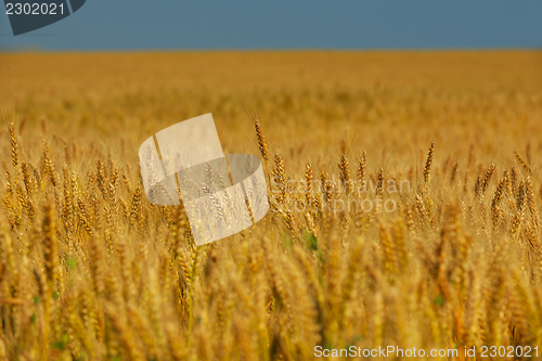 Image of wheat field with blue sky in background