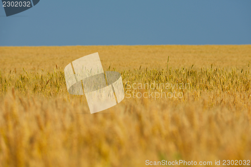 Image of wheat field with blue sky in background