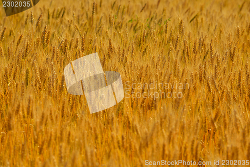 Image of wheat field with blue sky in background