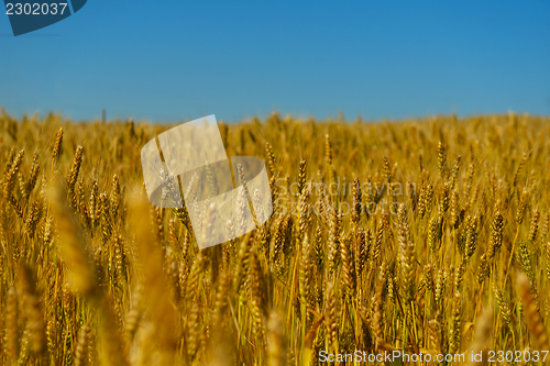 Image of wheat field with blue sky in background