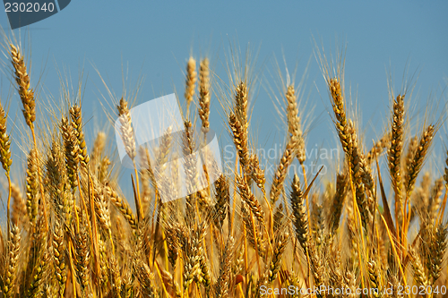 Image of wheat field with blue sky in background