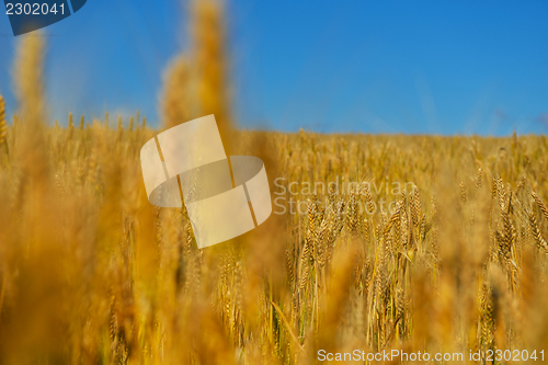 Image of wheat field with blue sky in background