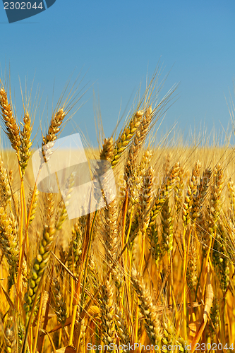 Image of wheat field with blue sky in background