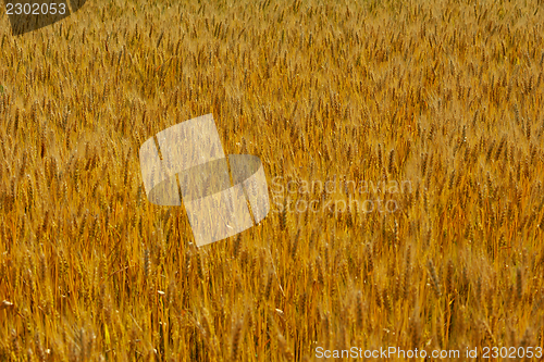 Image of wheat field with blue sky in background