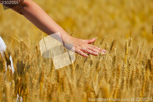 Image of hand in wheat field