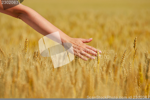 Image of hand in wheat field